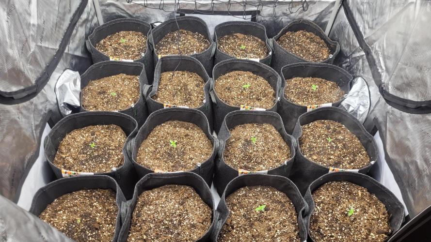 Selection from Robin hood & square one. Week 1