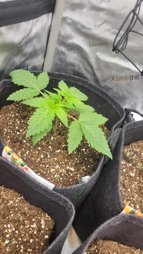 Selection from Robin hood & square one. Week 2