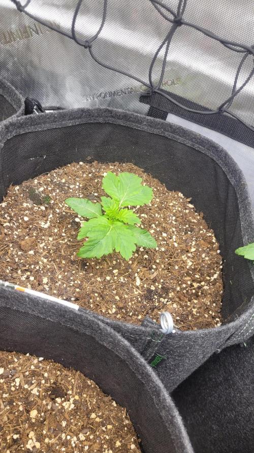 Selection from Robin hood & square one. Week 2