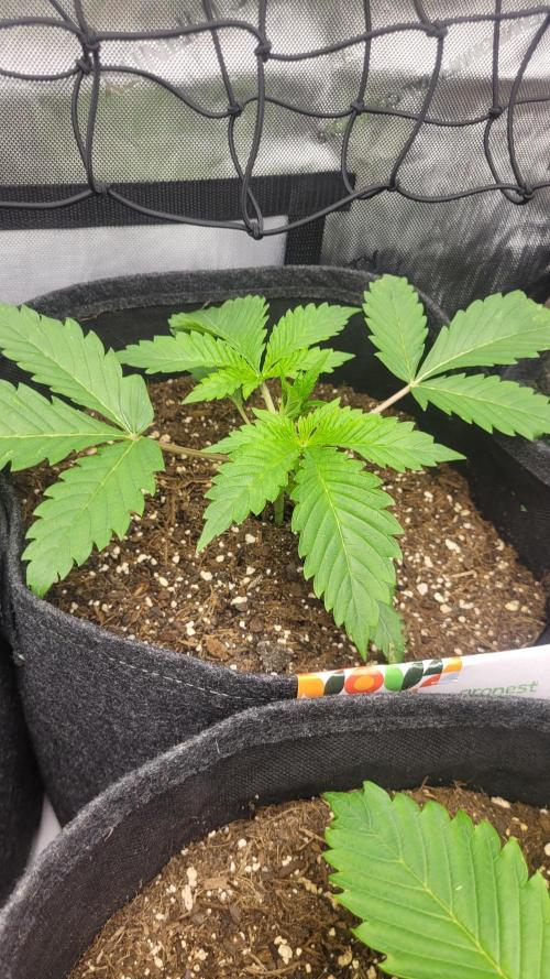 Selection from Robin hood & square one. Week 2