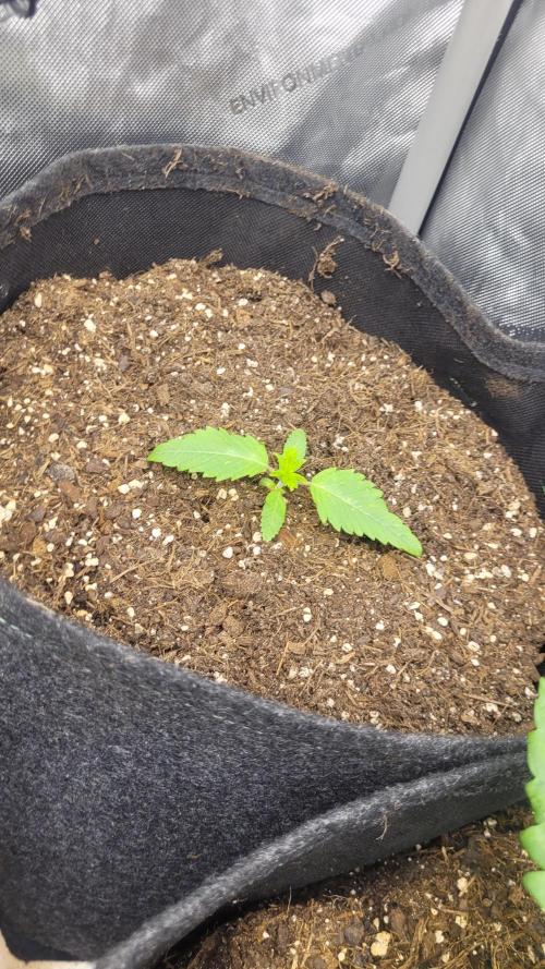 Selection from Robin hood & square one. Week 2