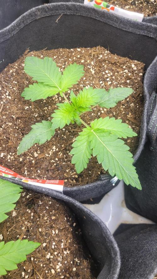 Selection from Robin hood & square one. Week 2