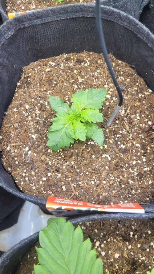 Selection from Robin hood & square one. Week 2