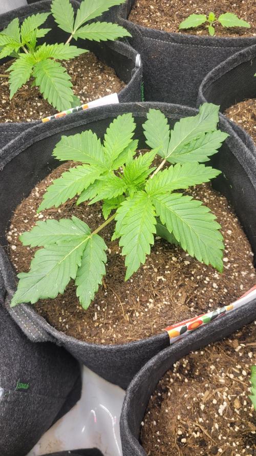 Selection from Robin hood & square one. Week 2