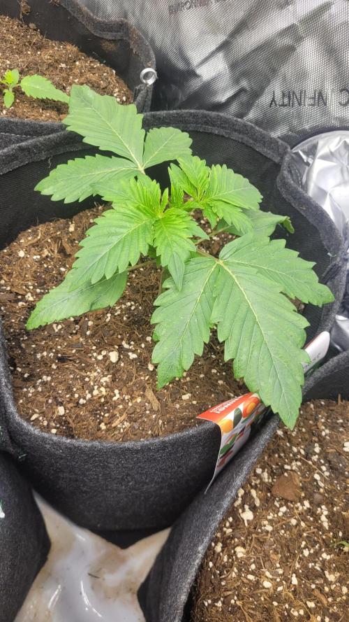 Selection from Robin hood & square one. Week 2