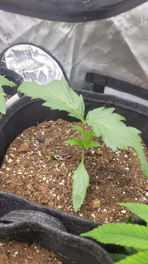 Selection from Robin hood & square one. Week 2