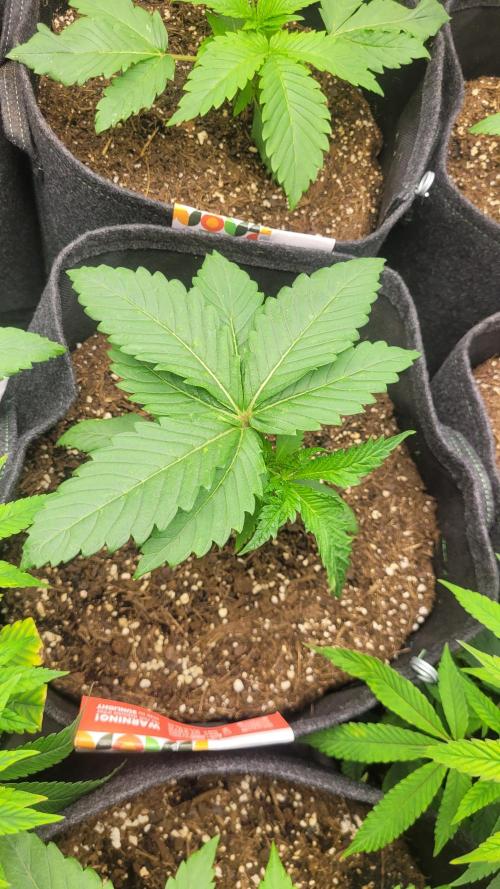 Selection from Robin hood & square one. Week 2