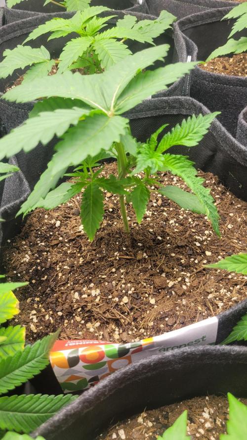 Selection from Robin hood & square one. Week 2