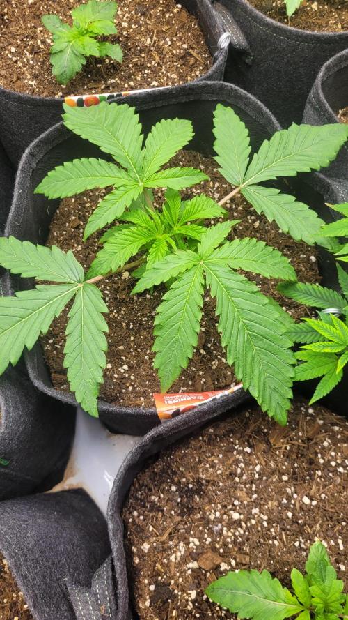 Selection from Robin hood & square one. Week 2