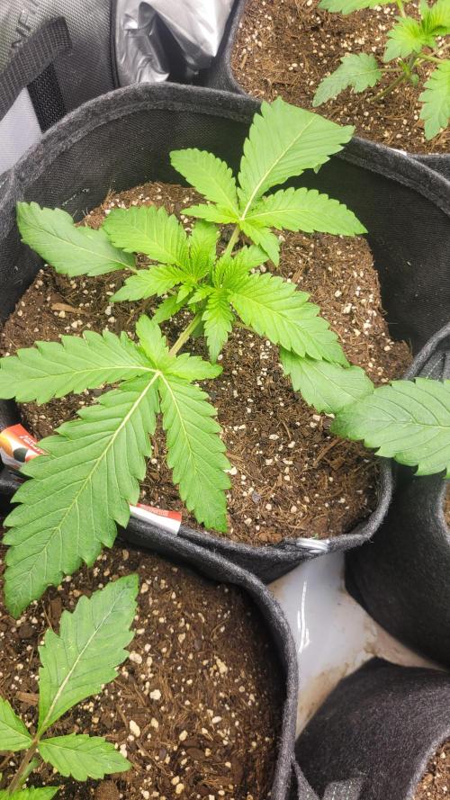 Selection from Robin hood & square one. Week 2