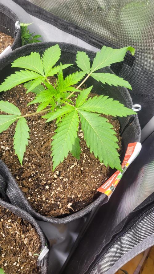 Selection from Robin hood & square one. Week 2