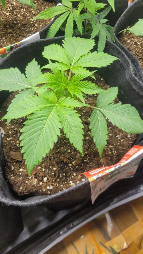 Selection from Robin hood & square one. Week 2