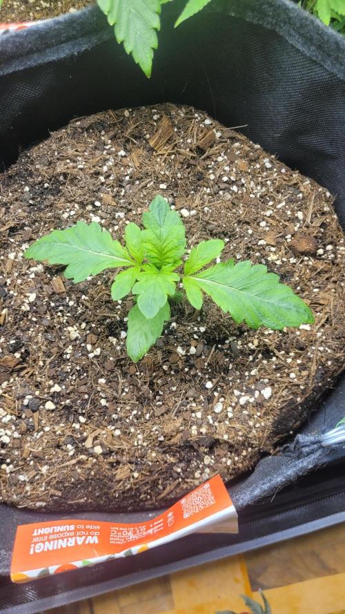 Selection from Robin hood & square one. Week 2