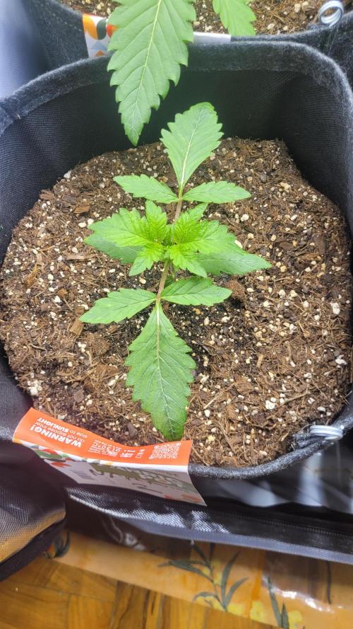 Selection from Robin hood & square one. Week 2