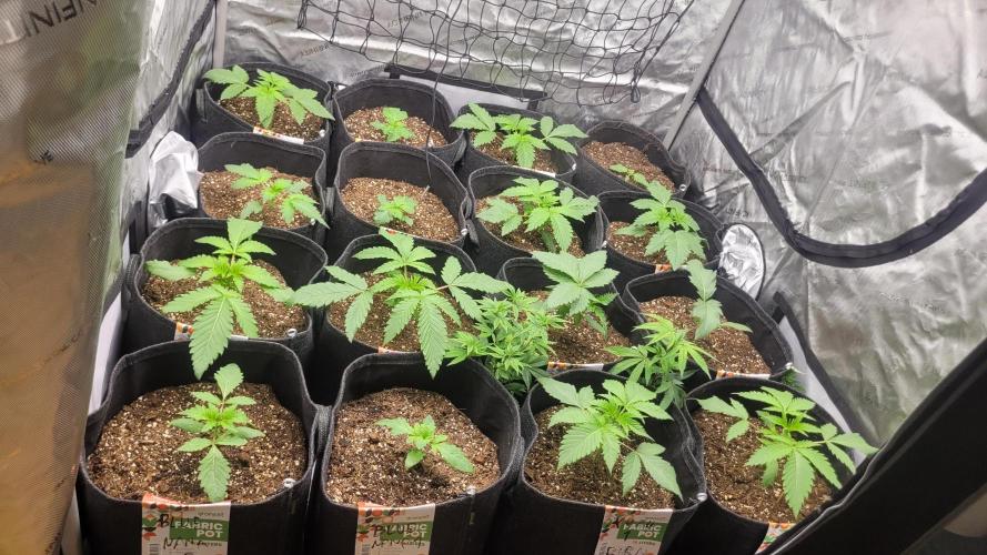 Selection from Robin hood & square one. Week 2