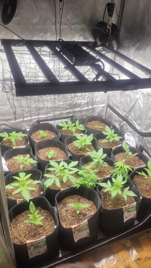 Selection from Robin hood & square one. Week 2