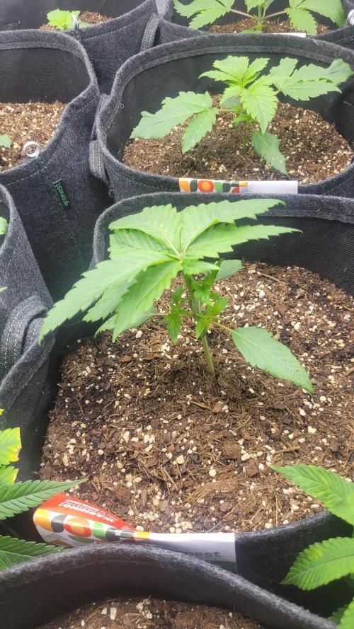 Selection from Robin hood & square one. Week 2