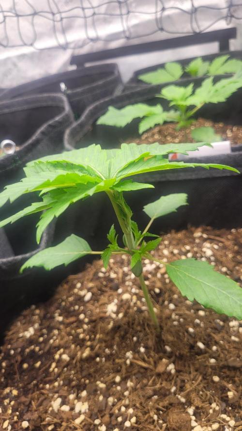 Selection from Robin hood & square one. Week 2