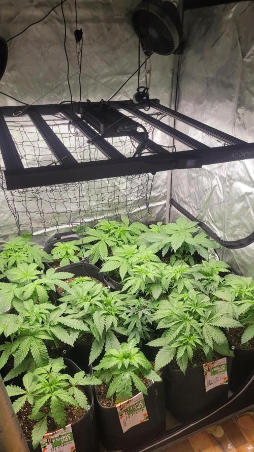 Robin hood & square one selection. Week 3