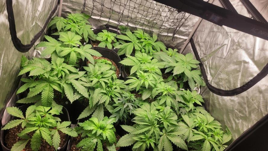 Robin hood & square one selection. Week 3