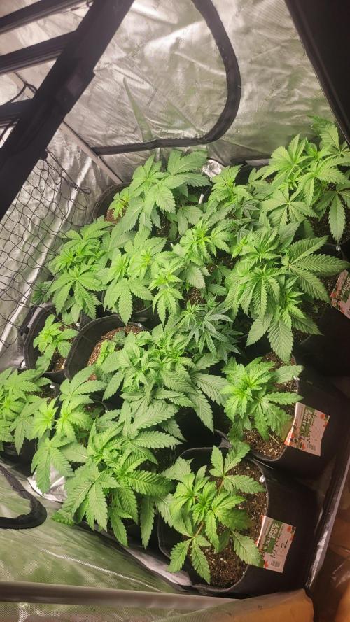 Robin hood & square one selection. Week 3