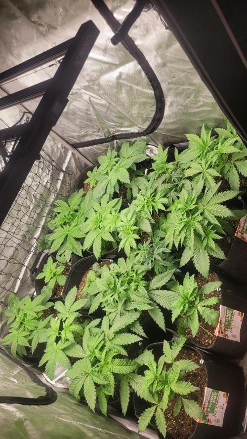 Robin hood & square one selection. Week 3