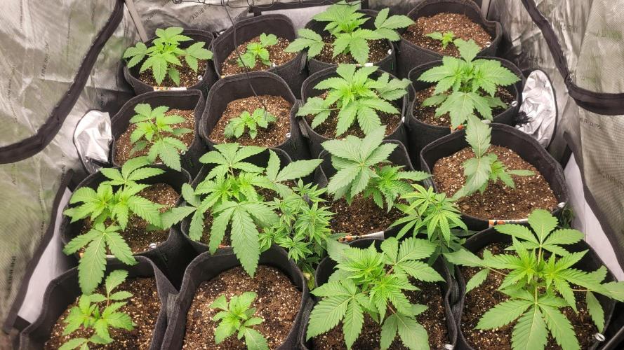 Robin hood & square one selection. Week 3