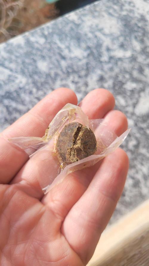 Zurple punch BX CaloZ cut. Week 12