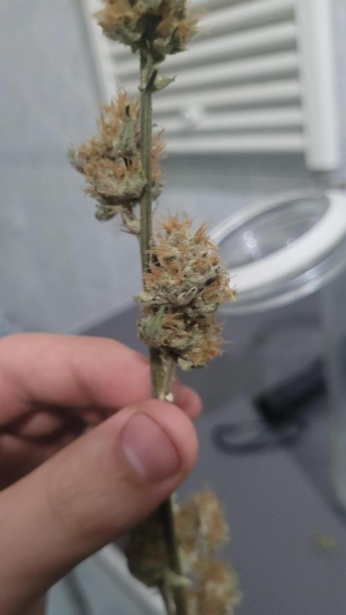 Zurple punch BX CaloZ cut. Week 12