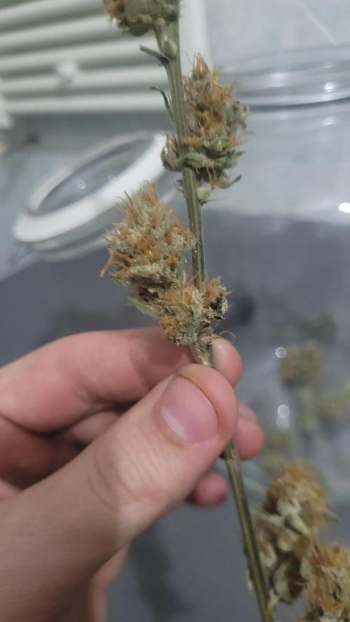 Zurple punch BX CaloZ cut. Week 12