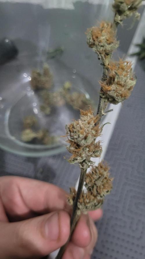 Zurple punch BX CaloZ cut. Week 12