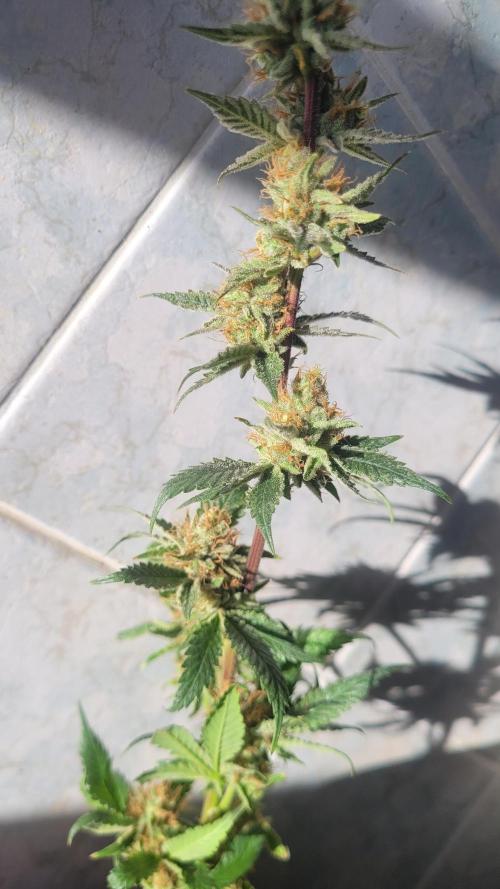 Zurple punch BX CaloZ cut. Week 12