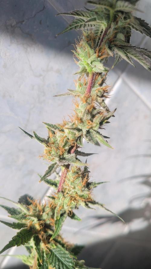 Zurple punch BX CaloZ cut. Week 12