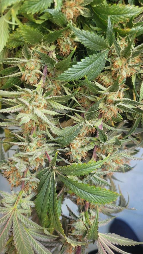 Zurple punch BX CaloZ cut. Week 12