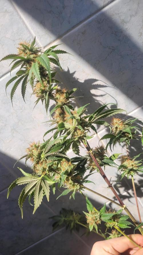 Zurple punch BX CaloZ cut. Week 12