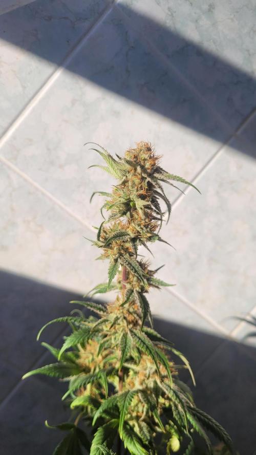 Zurple punch BX CaloZ cut. Week 12