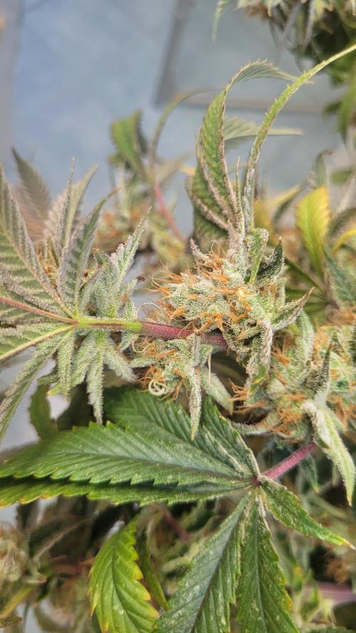 Zurple punch BX CaloZ cut. Week 12