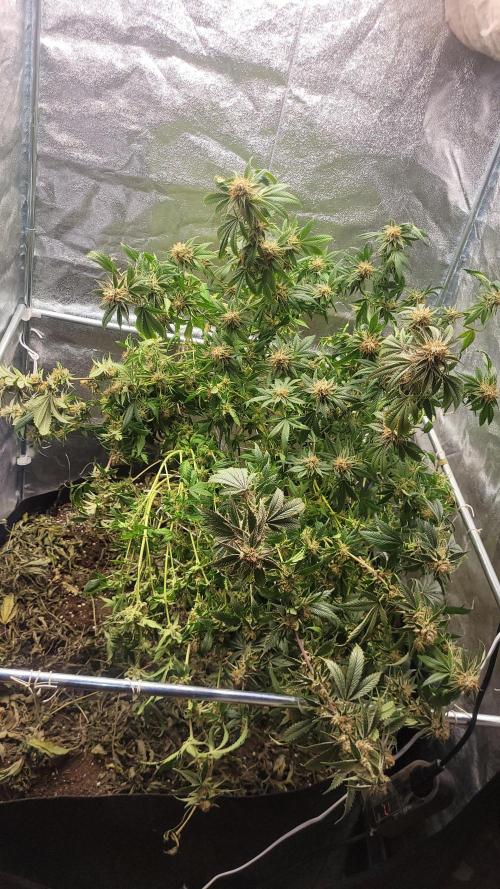 Zurple punch BX CaloZ cut. Week 12