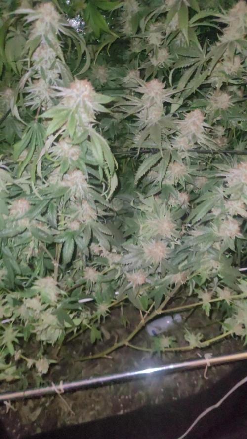 Zurple punch BX CaloZ cut