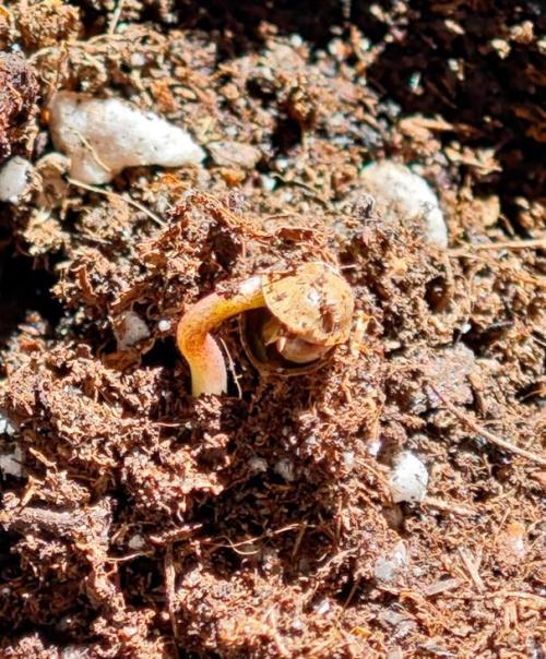 Auto Critical Orange Punch Balcony grow. Week 0 - acop °1