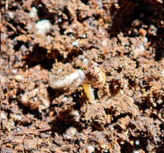 Auto Critical Orange Punch Balcony grow. Week 0 - acop °2