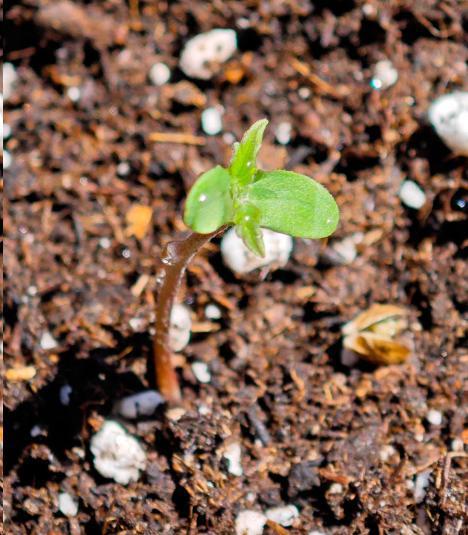 Auto Critical Orange Punch Balcony grow. Week 1