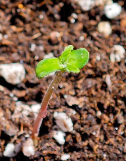 Auto Critical Orange Punch Balcony grow. Week 1 - acop °2