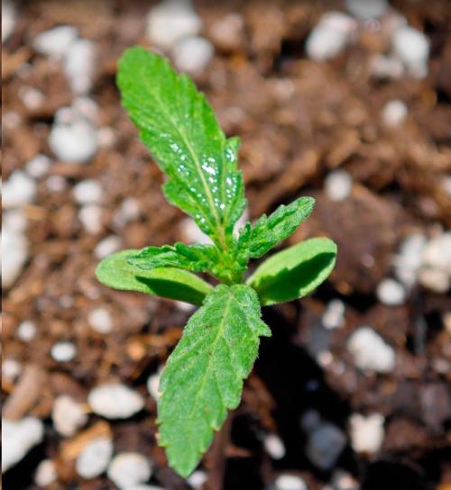 Auto Critical Orange Punch Balcony grow. Week 1 - acop °1