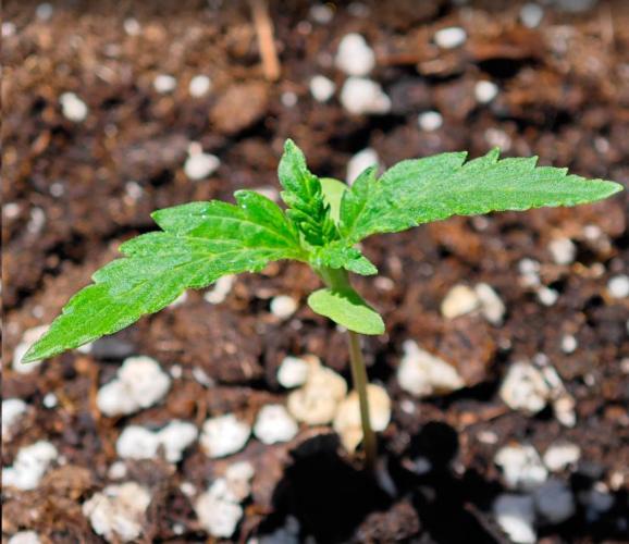 Auto Critical Orange Punch Balcony grow. Week 1 - acop °2