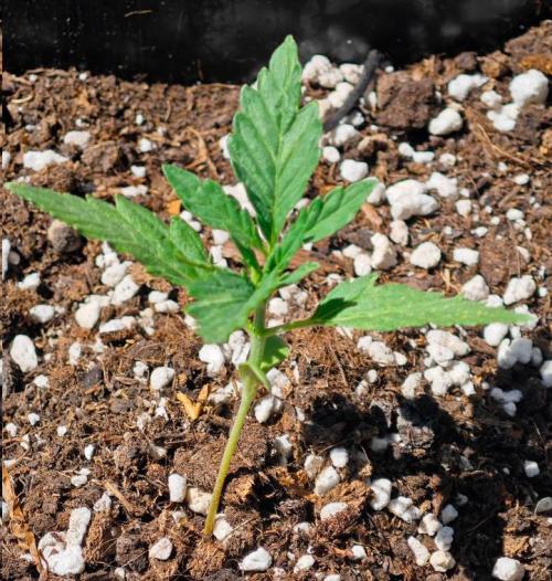 Auto Critical Orange Punch Balcony grow. Week 2 - acop °2