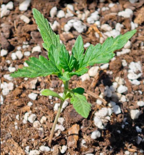 Auto Critical Orange Punch Balcony grow. Week 2 - acop °1