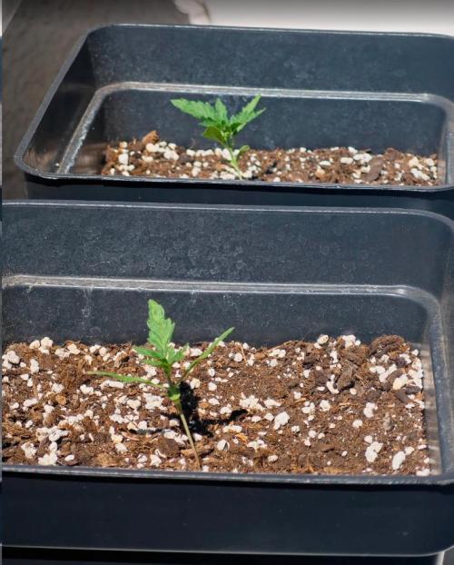 Auto Critical Orange Punch Balcony grow. Week 2 - 1 and 2 