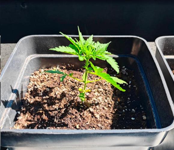 Auto Critical Orange Punch Balcony grow. Week 3 - acop °1