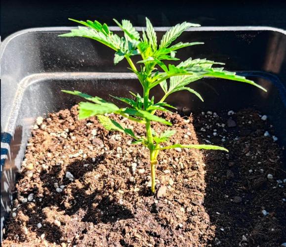 Auto Critical Orange Punch Balcony grow. Week 3 - acop °2